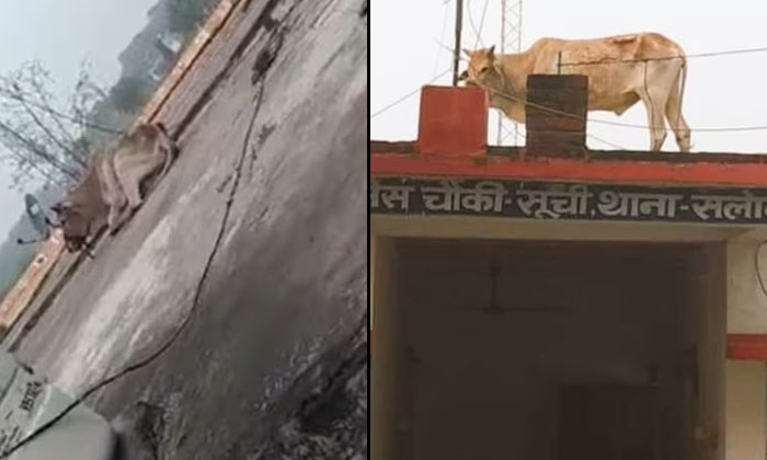  Bull Climbs Police Station In Uttar Pradesh Viral Video , Bull Climbs, Atop Pol-TeluguStop.com