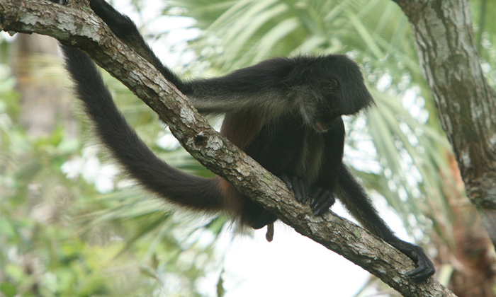 Telugu Central America, Folklore, Grenada, Monkey Witch, Nicaragua, Nicaraguamon