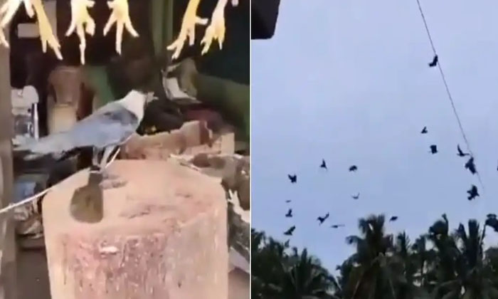 Look At The Crows How Did They Plan The Revenge, Chicken Shop Owner, Tied ,crow-TeluguStop.com