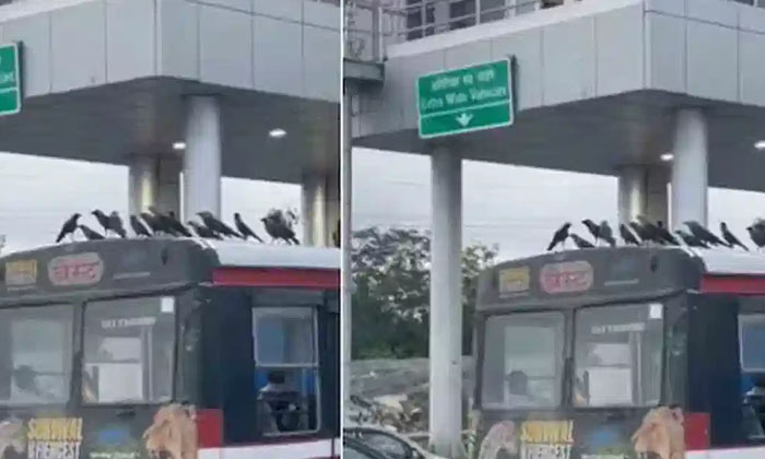  Video Viral: This Is It.. Are The Crows Planning A Tour On The Bus, Crows Take,-TeluguStop.com