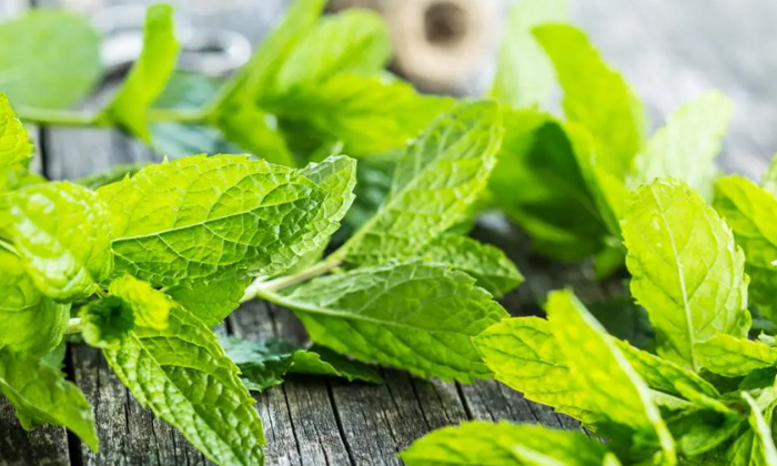 Telugu Tea Stay, Tips, Herbal Tea, Latest, Monsoon, Monsoon Tips-Telugu Health