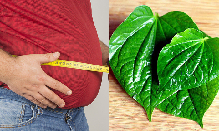  Eating Betel Leaves Like This Will Help You Lose Belly Fat Details, Belly Fat,-TeluguStop.com