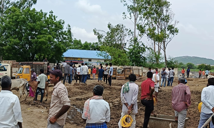  Great Response To Distribution Of Free Heifers In Vemulawada Rajanna Goshala , V-TeluguStop.com