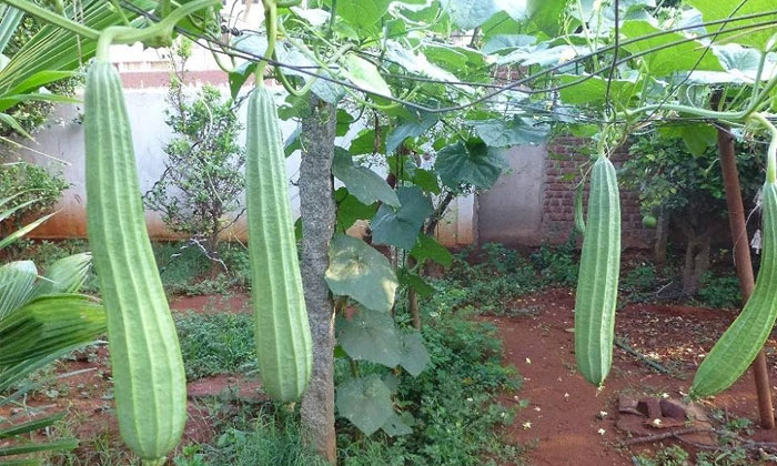 Telugu Tips, Latest, Monsoon Season, Ridgegourd-Telugu Health