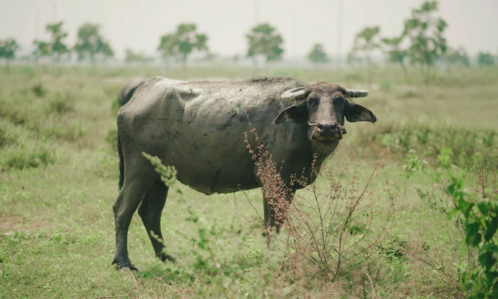 Telugu Buffalo, Buffalo Settles, Hanuman, Nandalal Saroj, Ownership, Pratapgarh,