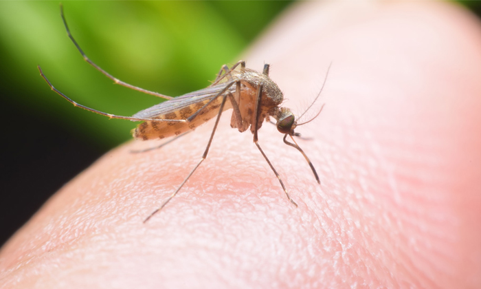  If You Follow These Tips Mosquitoes Will Not Enter The House Details, Mosquitoe-TeluguStop.com