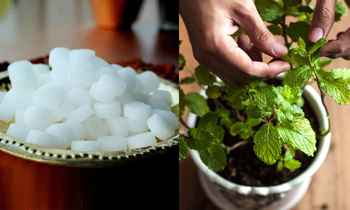 Telugu Camphor, Coconut Oil, Garlic, Tips, Mint, Monsoon, Mosquito, Mosquitoes,