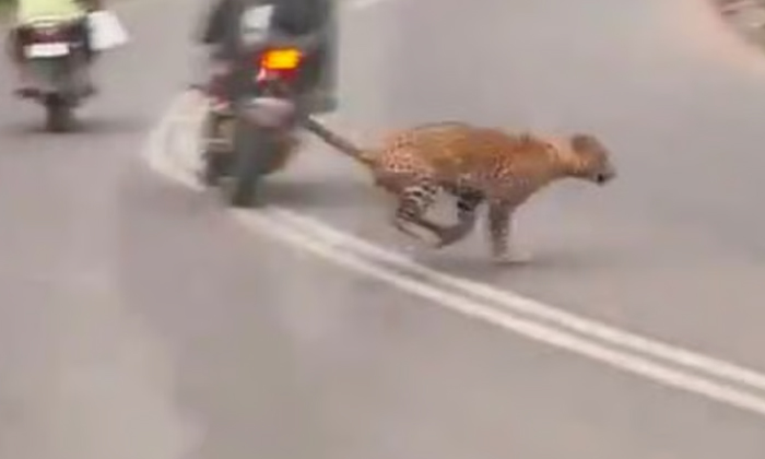  If You Watch This Video Of The Leopard That Created A Huddle On The Roads Of Pun-TeluguStop.com