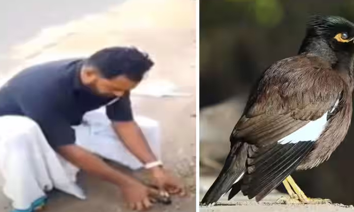 Telugu Bird, Bird Flu, Kerala, Keralasurvived, Netizens Angry, Heroes-Latest New