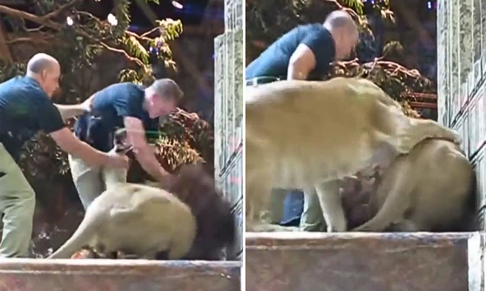  Lioness Calms Down Angry Lion As He Tries To Attack Zookeeper Viral Video Detail-TeluguStop.com