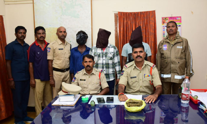  Three Accused Arrested In Two Ganja Cases, Sent To Remand-TeluguStop.com