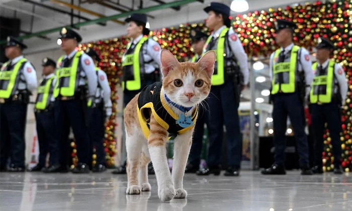 Meet Conan The Street Cat Turned Security Officer Video Viral Details, Cat,conan Meet Conan The Street Cat Turned Security Officer Video Viral Details, Cat,conan-TeluguStop.com