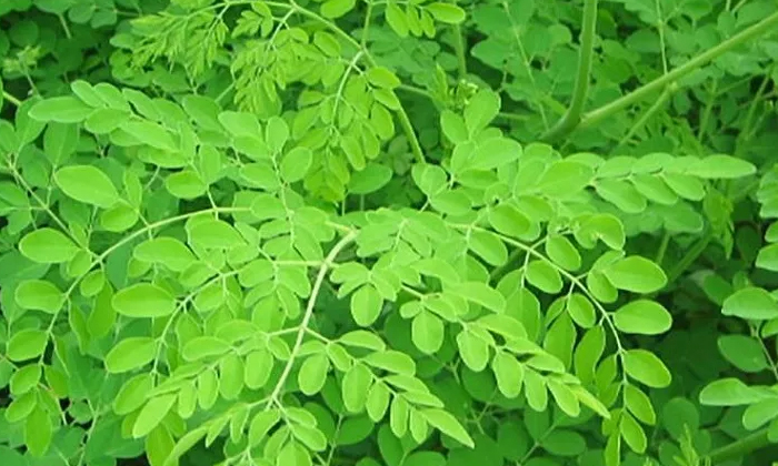  Moringa Helps To Get Rid Of Wrinkles On Skin! Wrinkles, Skin Care, Skin Care Tip-TeluguStop.com