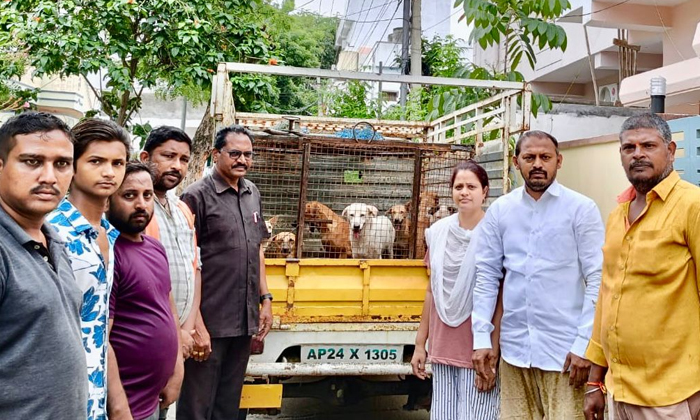  Pursuit Of Stray Dogs In 45th Ward Vidyanagar, Stray Dogs ,45th Ward Vidyanagar-TeluguStop.com