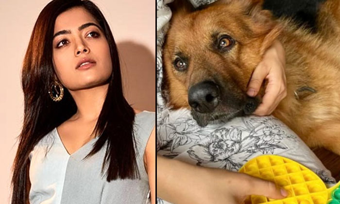  Rashmika Emotional Post Goes Viral About Her Pet Dog, Rashmika, Pet Dog, Pushp-TeluguStop.com