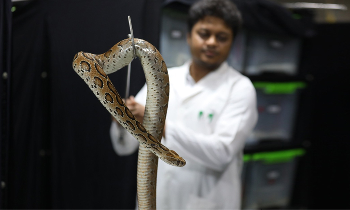  Russells Viper Fear Grips Bangladesh After Rise In Snake Bite Cases Details, Rus-TeluguStop.com