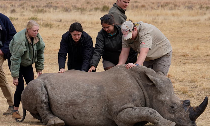  Scientists Injected Radioactive Material Into Rhino Horns, Wildlife, Rhinoceros-TeluguStop.com