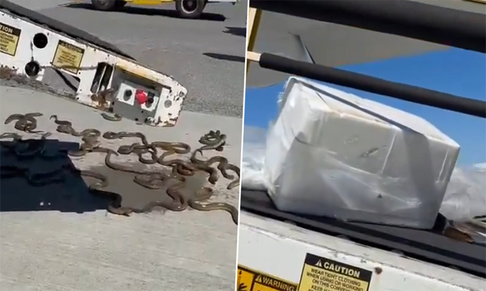  Shipment Of Eels Escape Air Canada Cargo In Vancouver Video Viral Details, Vanco-TeluguStop.com