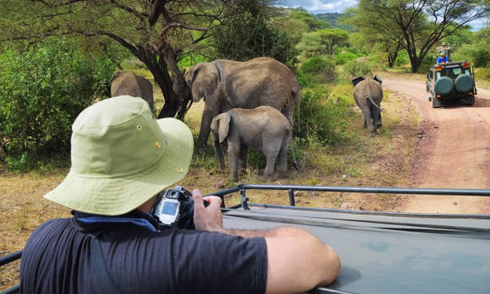  South Africa Elephants Trample Spanish Tourist To Death In Pilanesberg National-TeluguStop.com