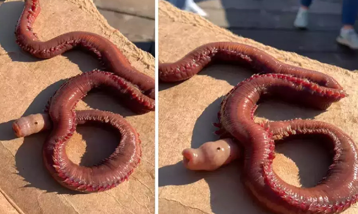  Strange Red Coloured Creature Spotted By Whale Watchers On Sea Shore Video Viral-TeluguStop.com