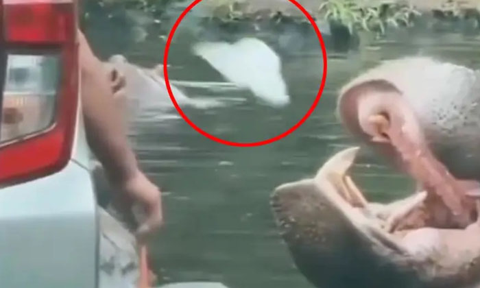  The Video Of A Person Who Threw A Plastic Bag In The Mouth Of A Hippo Went Viral-TeluguStop.com