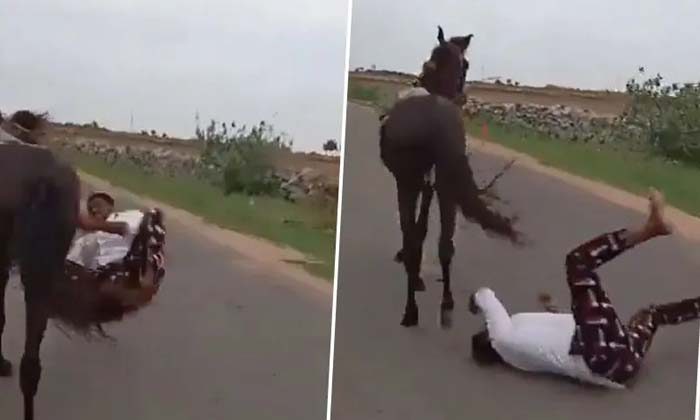 The Video Went Viral, The Man Who Fell While Riding A Horse Finally, Horse Ride,-TeluguStop.com
