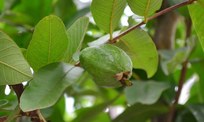 Telugu Guava, Guava Benefits, Tips, Latest, Mouth Ulcer, Helpsrid-Telugu Health