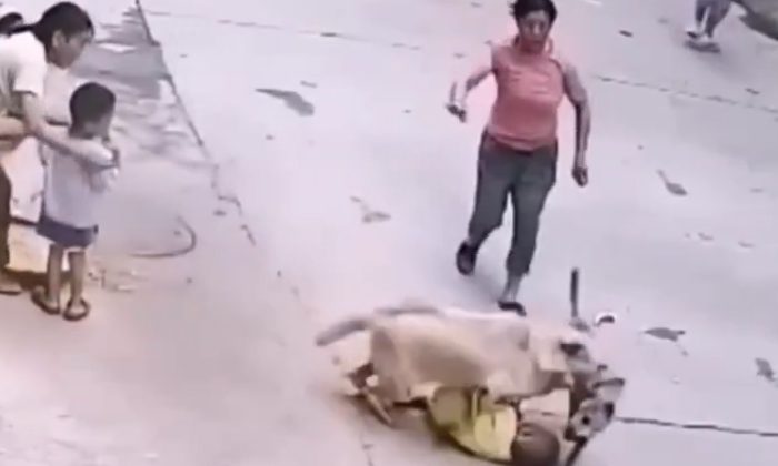 Toddler Rescued By Dog From Attack Video Viral Details, Stray Dog, Viral Video,-TeluguStop.com