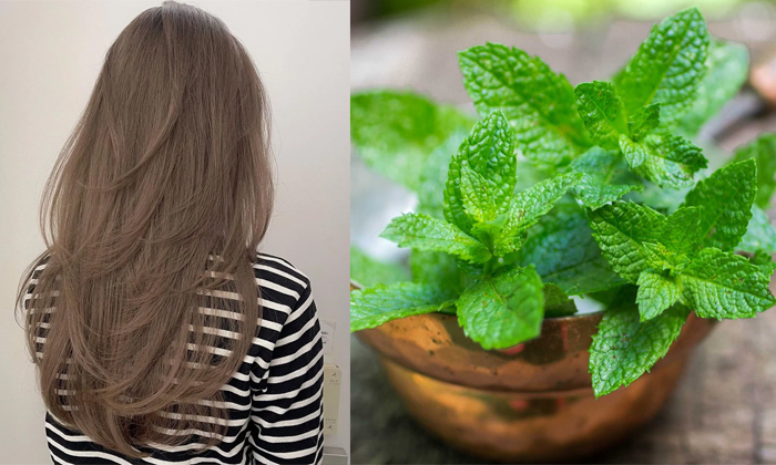  Try This Mint Mask For Thick Hair Growth Details, Thick Hair Growth, Thick Hair,-TeluguStop.com
