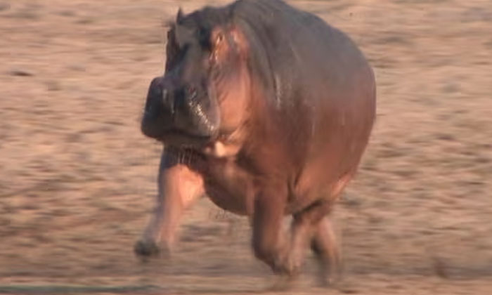  Hippos Can Fly In The Air.. Uk Scientist Shocking Revelation , Researchers, Uk,-TeluguStop.com