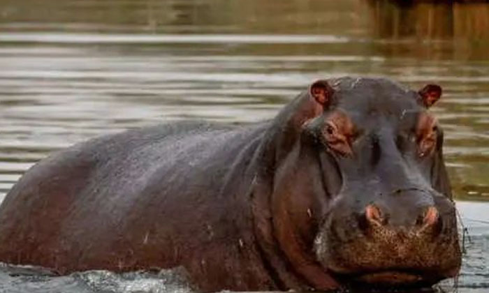 Telugu Dinosaur, Hippopotamuses, Hippos, London, Nri-Telugu NRI