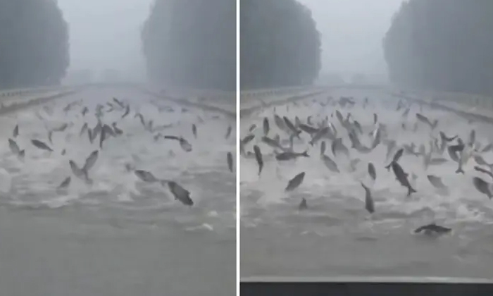  Viral Video Hundreds Of Fish Dancing In Shenyang Flooded River Details, China, F-TeluguStop.com