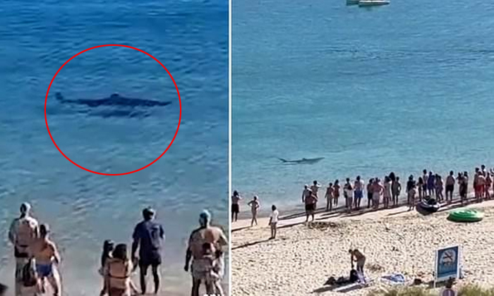  Viral Video Of A Giant Shark Swimming Close To Spanish Beach Details, Shark Swim-TeluguStop.com