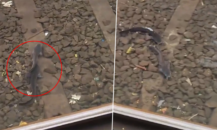  Viral Video Fishes Spotted On The Mumbai Railway Tracks Details, Fishes Swimmin-TeluguStop.com