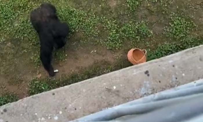  Viral Video People Are Amazed By The Work Done By The Gorilla In The Zoo, Social-TeluguStop.com