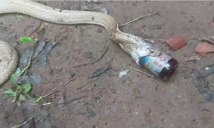  Viral Video Snake Tried To Swallow Cough Medicine Bottle Finally, Social Media,-TeluguStop.com