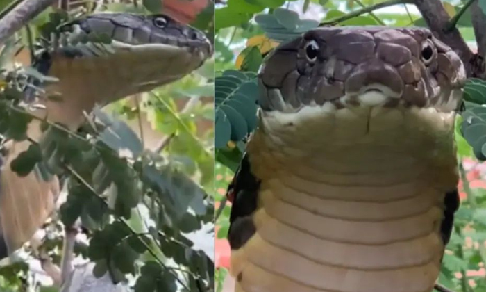  Watch How A 12-foot King Cobra Was Rescued From A Tree, Viral Video, Viral News,-TeluguStop.com