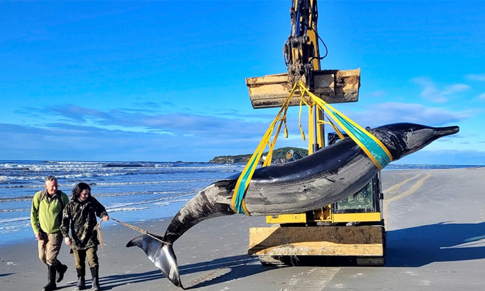  Worlds Rarest Spade-toothed Whale Found Dead On New Zealand Beach Video Viral De-TeluguStop.com