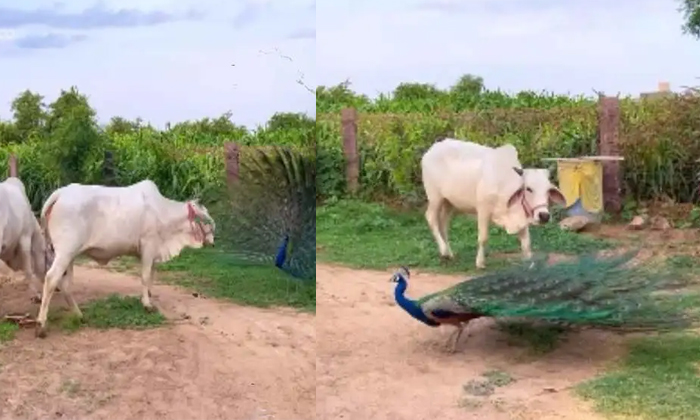  A Peacock Did Dance In Front Of Cows Video Viral Details, Viral Latest, Peacock,-TeluguStop.com