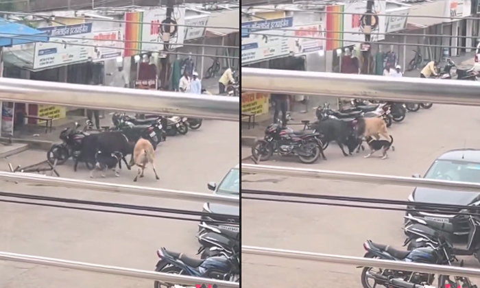  Dog Stops Two Buffaloes Fighting On The Street Video Viral Details, Buffalo, Jud-TeluguStop.com