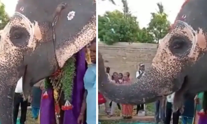  Grand Birthday Celebrations For The Elephant Viral On Social Media, Elephant, Bi-TeluguStop.com