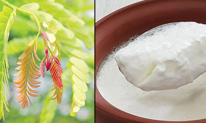  How To Use Tamarind Leaves For Healthy Hair! Tamarind Leaves, Tamarind Leaves Be-TeluguStop.com