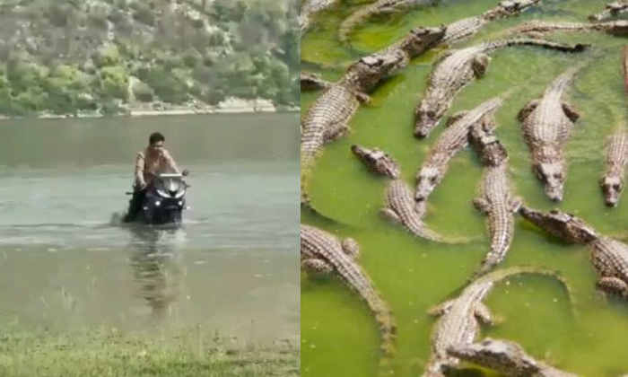  Man Performs Bike Stunts In Lake With 300 Crocodiles Viral Video Details, Man ,b-TeluguStop.com