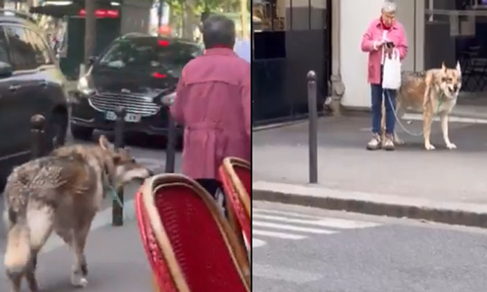  Is It A Dog Or A Wolf Everyone Is Shocked To See This Pet In Paris, Paris, Pet A-TeluguStop.com