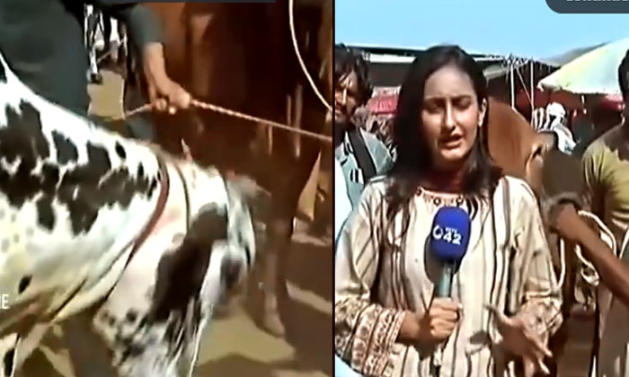  Video: Pakistani Journalist Attacked By Bulls While Reporting, Reporter, Bulls,-TeluguStop.com