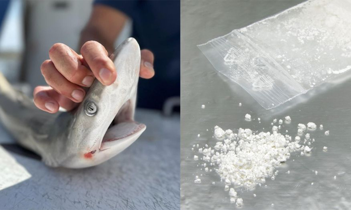  Sharks In Brazil Are Testing Positive For Cocaine Says Scientists Detials, Shark-TeluguStop.com
