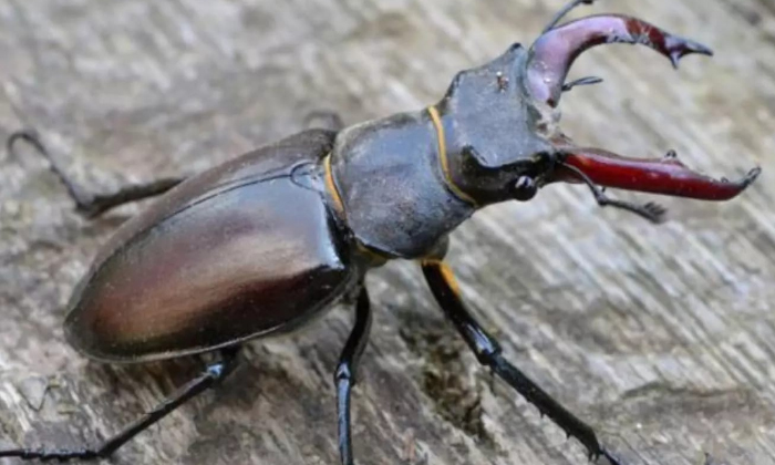  Stag Beetle More Expensive Than A Bmw Car, Stag Beetle ,expensive Stag Beetle,-TeluguStop.com