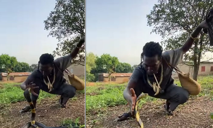  Snake Catcher Catch The Snake Viral On Social Media, Viral Video, Snake Video,-TeluguStop.com