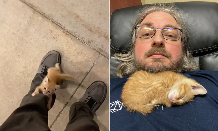  A Man Met A Kitten After Work And Their Adorable Story Video Viral Details, Kitt-TeluguStop.com