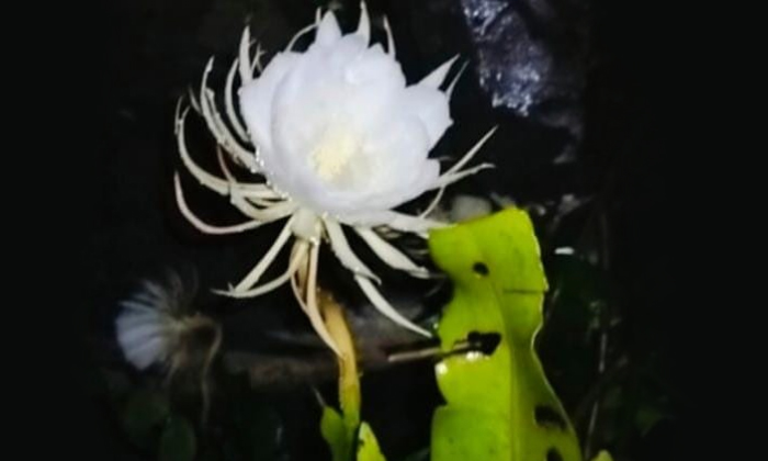  A Blossomed Brahma Lotus, Brahma Lotus, Saussurea Obvallata, Saussurea Obvallat-TeluguStop.com